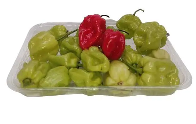 Chile panameño kg