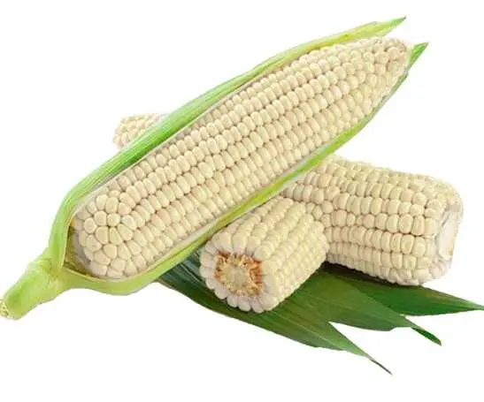 Elote tuza unid