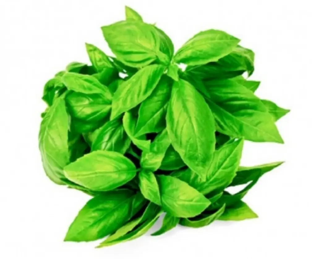 Albahaca rollo 