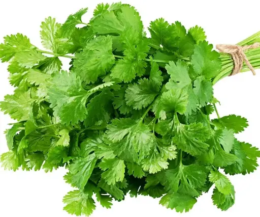 Culantro rollo