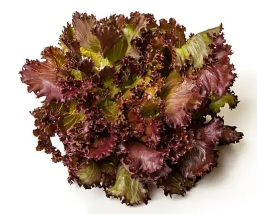 Lechuga roja