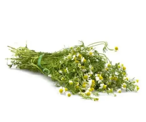 Manzanilla rollo