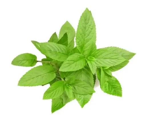 Menta rollo
